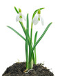 Photo: Snowdrops (Galanthus nivalis) on white background Snowdrops (Galanthus nivalis) on white background