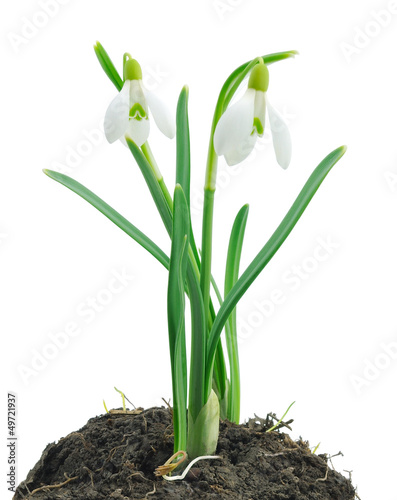 Photo: Snowdrops (Galanthus nivalis) on white background Snowdrops (Galanthus nivalis) on white background