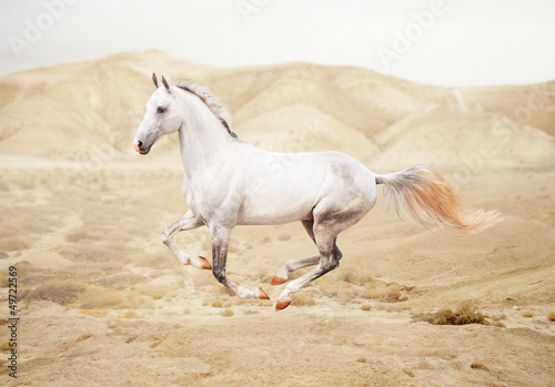 Photo: Purebred white arabian horse in desert Purebred white arabian horse in desert