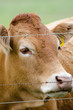 Portrait of a cow