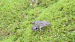 fire belly fire-bellied toad bombina red orange belly on moss