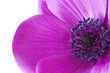 Macro Inside A Purple Anemone ...