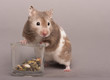 hamster