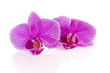 Phalaenopsis flowers