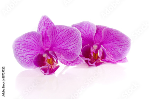 Photo: Phalaenopsis flowers Phalaenopsis flowers