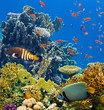 Coral and fish