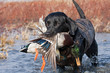 Black Lab with Mallard