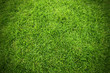 Green field of grass background