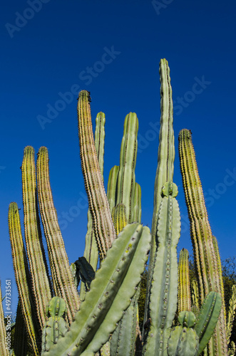 Photo: cactus cactus
