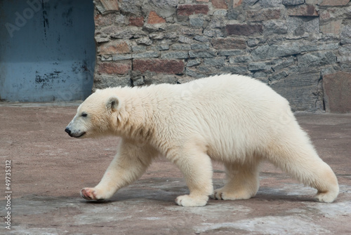 Photo: Polar bear (Ursus Maritimus) cub walks Polar bear (Ursus Maritimus) cub walks