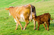 Photo: Cow and calf Cow and calf
