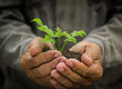 Foto: Young plant in hands Young plant in hands