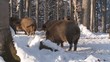 Wildschweine im Winterwald