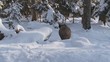 Wildschweine im Winterwald