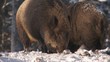 Wildschweine im Winterwald