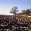 ploughed field