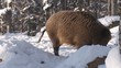 Wildschweine im Winterwald