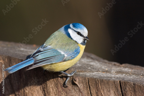 Photo: Blaumeise Blaumeise