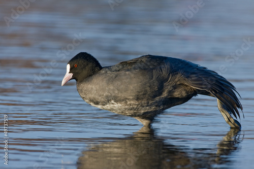 Photo: Blässhuhn Blässhuhn