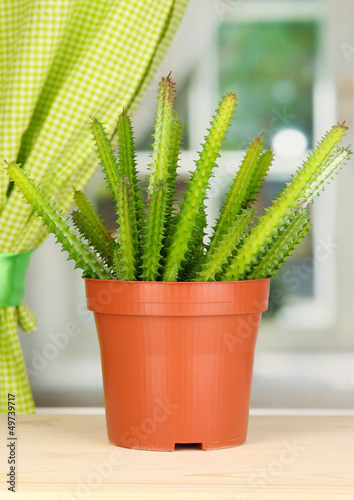 Photo: Cactus in flowerpot on windowsill Cactus in flowerpot on windowsill
