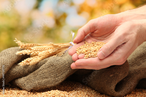 Photo: man hands with grain, on green background man hands with grain, on green background