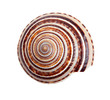 Seashell in close-up isolated on a white