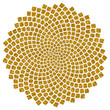 Sonnenblumen - Samen - Fibonacci-Spirale - Goldener Schnitt
