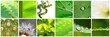 COLLAGE DE 12. INSPIRACIÓN NATURALEZA