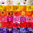 MULTICOLLAGE. COMPOSICIÓN FLORAL EN MACRO