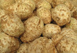 Photo: Celery roots celeriac pile Celery roots celeriac pile
