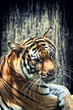 Tiger against grunge wall