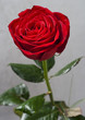 Rote Rose