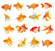 Set of Goldfish on White Background