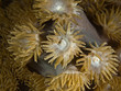 tropical anemone (Nemanthus)