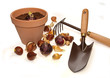 plantation de bulbes