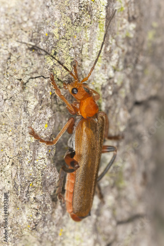 Photo: Soldier beetle, Cantharidae on wood, macro photo Soldier beetle, Cantharidae on wood, macro photo