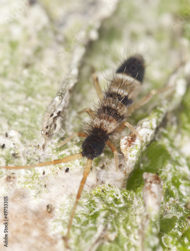 Photo: Springtail (Collembola) sitting on wood, extreme close-up Springtail (Collembola) sitting on wood, extreme close-up