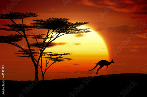 Photo: kangaroo sunset australia kangaroo sunset australia