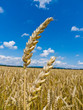 Gerste auf einem Feld
