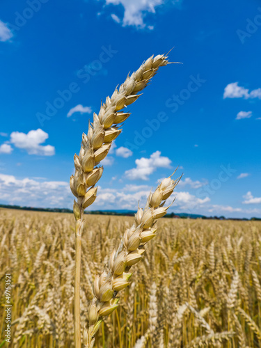 Photo: Gerste auf einem Feld Gerste auf einem Feld