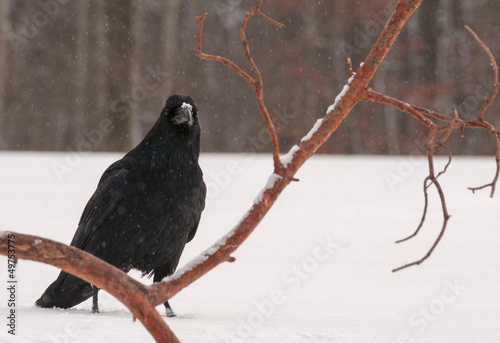 Photo: Raven Raven