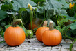 pumpkins