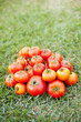 Foto: Tomatos from the farm Tomatos from the farm