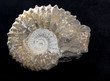 Ammonite