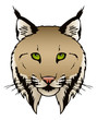 Lynx Illustration