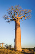 Sunset on baobab trees
