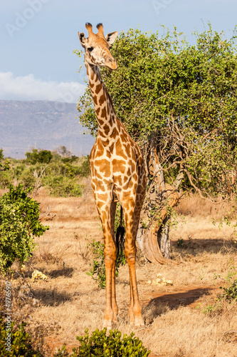 Photo: Free Giraffe in Kenya Free Giraffe in Kenya