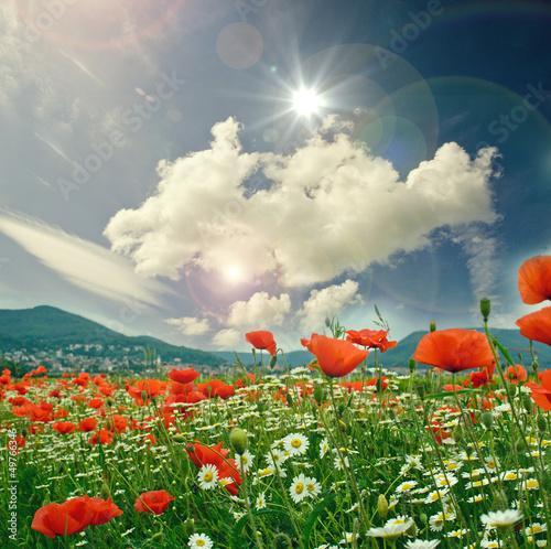 Photo: Frühlingsblumenwiese mit Klatschmohn, Kornblumen und Margeriten Frühlingsblumenwiese mit Klatschmohn, Kornblumen und Margeriten