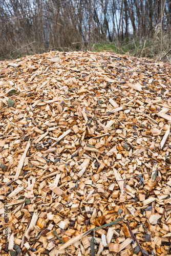 Photo: Woodchips after harvesting and shredding trees Woodchips after harvesting and shredding trees