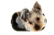 Foto: small yorkie dog in the pot small yorkie dog in the pot